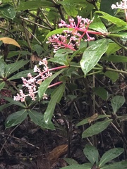 Medinilla formosana