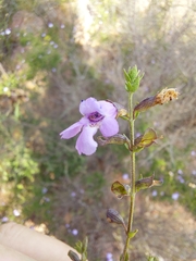 Prostanthera eurybioides