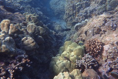 Plectroglyphidodon johnstonianus