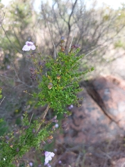 Prostanthera eurybioides