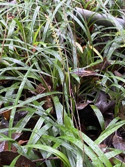 Ophiopogoneae