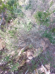 Prostanthera eurybioides