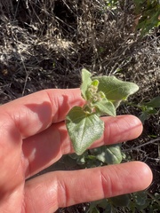 Sairocarpus nuttallianus