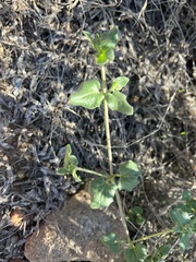 Sairocarpus nuttallianus