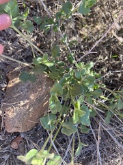 Sairocarpus nuttallianus