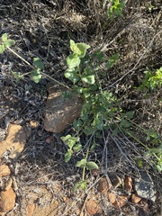 Sairocarpus nuttallianus