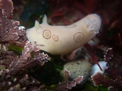Diaulula sandiegensis