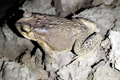 Duttaphrynus melanostictus