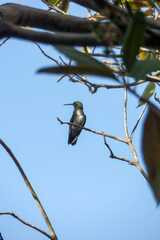 Chionomesa fimbriata