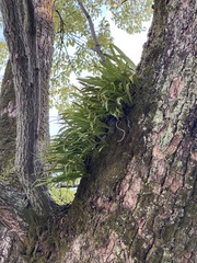 Lepisorus thunbergianus