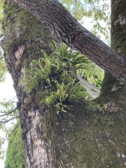 Lepisorus thunbergianus