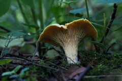 Cantharellus pallens