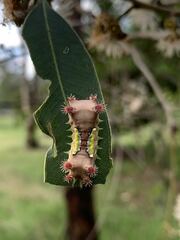 Doratifera vulnerans