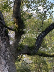 Lepisorus thunbergianus