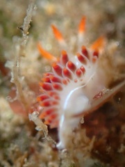 Coryphella trilineata