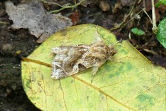 Callopistria flavitincta