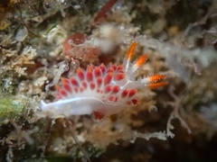 Coryphella trilineata