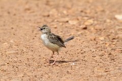 Cisticola
