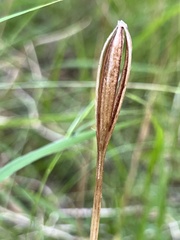 Pterostylis curta