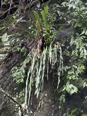 Haplopteris elongata