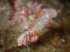 Coryphella trilineata