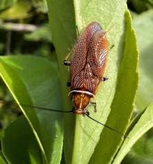 Ellipsidion australe