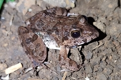 Fejervarya limnocharis