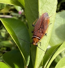 Ellipsidion australe