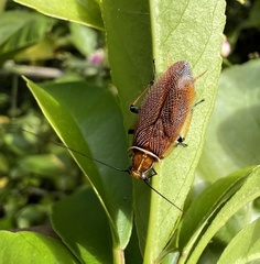 Ellipsidion australe
