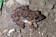 Fejervarya limnocharis