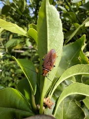 Ellipsidion australe