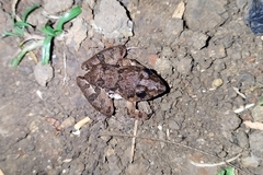 Fejervarya limnocharis