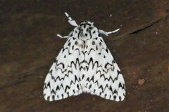 Lymantria singapura