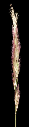 Triraphis mollis