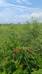 Peniocereus striatus
