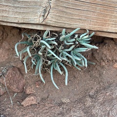 Dudleya edulis