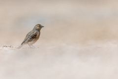 Emberiza impetuani