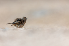 Emberiza impetuani