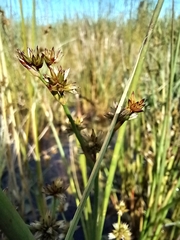 Juncus holoschoenus