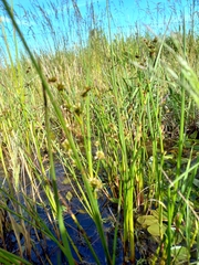 Juncus holoschoenus