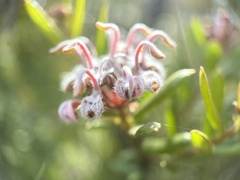 Grevillea sphacelata