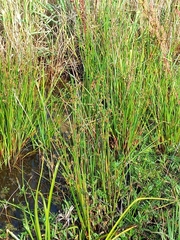 Juncus holoschoenus