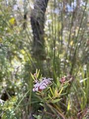 Grevillea sphacelata