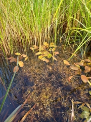 Potamogeton cheesemanii