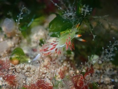 Coryphella trilineata