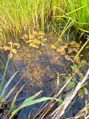 Potamogeton cheesemanii