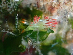 Coryphella trilineata