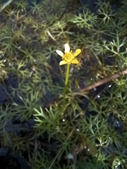 Ranunculus inundatus