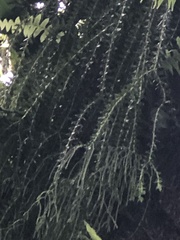 Phlegmariurus phlegmaria