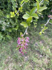 Berberis glaucocarpa